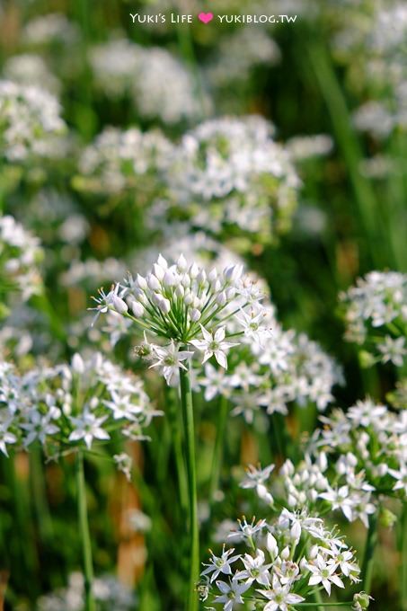 桃園【大溪中新里韭菜花田】台灣9月雪限定賞花景點遊記 - yuki.tw