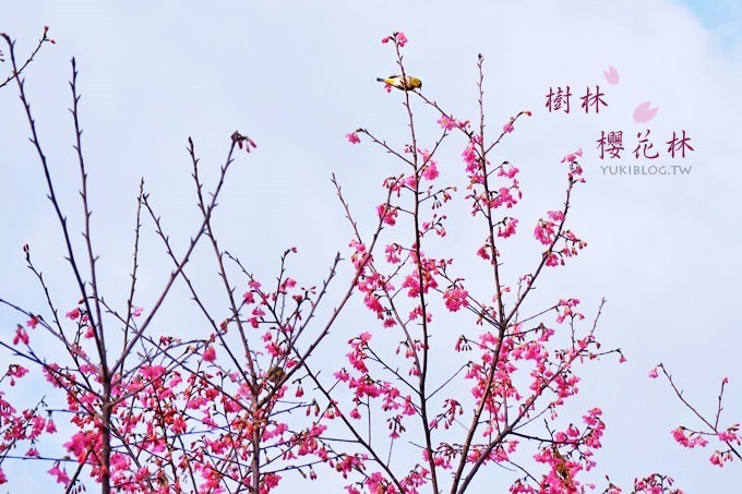 新北市賞櫻景點【樹林櫻花林木棧道】賞櫻密境(2/22花況開3成、大同山青龍嶺爬山散步步道、保安街二段45巷上去)