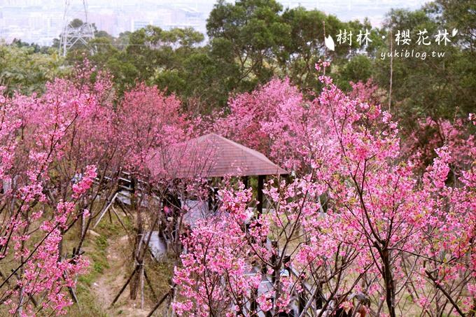 新北市賞花景點【樹林大同山●櫻花林木棧道】不用人擠人的小幸福❤