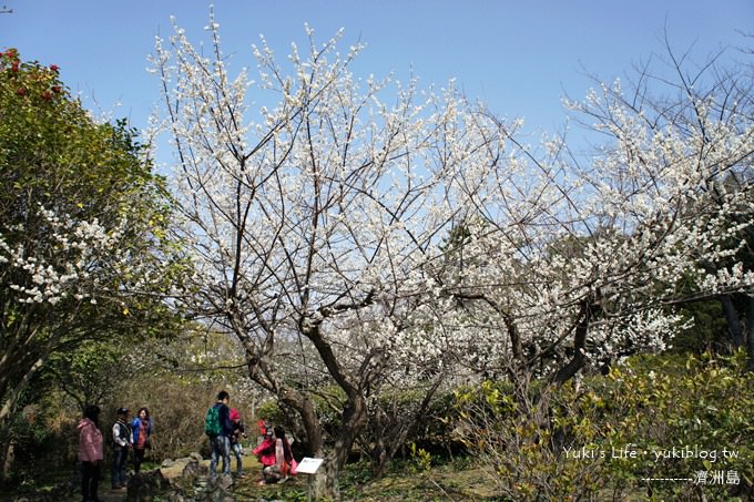 韓國濟洲島旅行【漢拏樹木園】櫻花大道盛開時期是每年的3月下旬~4月中旬