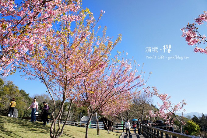 【南投清境農場】櫻花紛飛時(上)‧青青草原上藍天粉櫻還有可愛羊咩咩 & 遊客休閒中心賞夜櫻